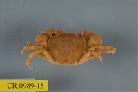 藏品(平背蜞)的圖片